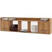 дуб золотистый