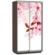 сакура / венге