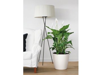 Кашпо Lechuza 13223 CLASSICO Color 35