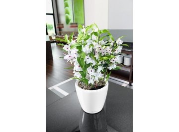 Кашпо Lechuza 16049 CLASSICO LS 28