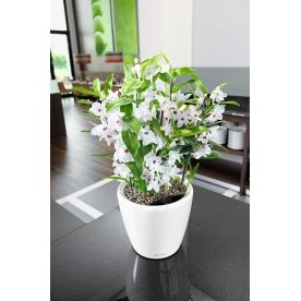 Кашпо Lechuza 16063 CLASSICO LS 35