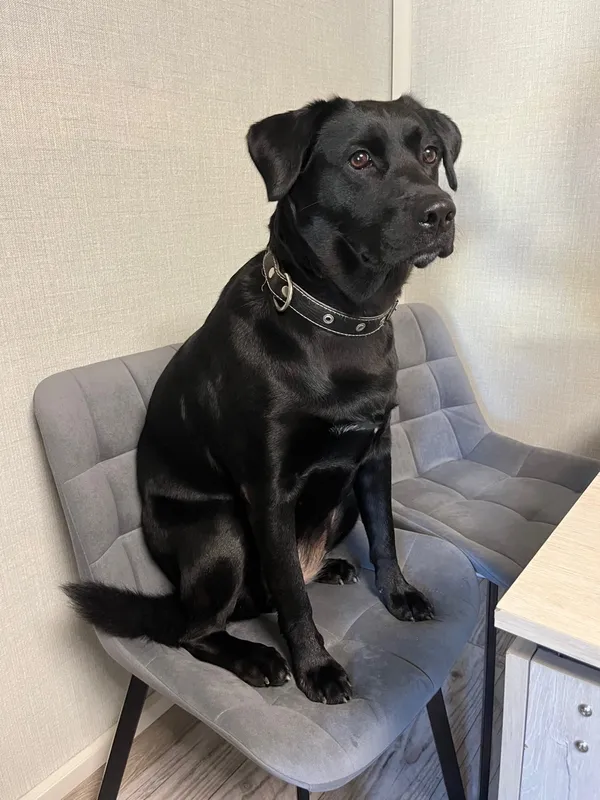 Комплект стульев крутящихся Форт 2 шт розовый (hl 41) / 1П белый каркас фото покупателя 89