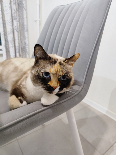 Комплект стульев Седа К 4 шт латте / черный фото покупателя 128