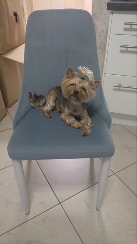 Стул на металлокаркасе Kora gray / black фото покупателя 157