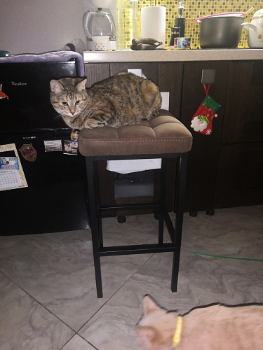 Барный стул Лофт микровелюр катания блэк / черный матовый фото покупателя 70