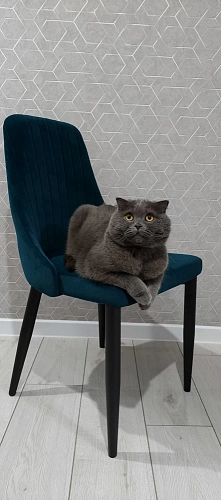 Стул на металлокаркасе Kora white / gray фото покупателя 41