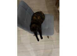 Стул на металлокаркасе Чилли синяя ткань / белый фото покупателя 528