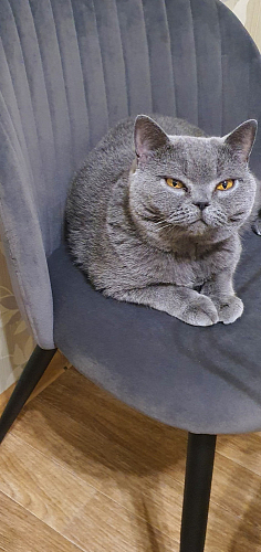 Стул на металлокаркасе Gabi gray / black фото покупателя 878