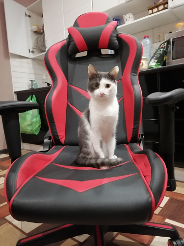 Компьютерное кресло Racer черное / красное фото покупателя 44