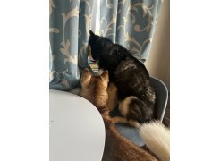 Стул на металлокаркасе Gabi 1 light purple / black фото покупателя 75