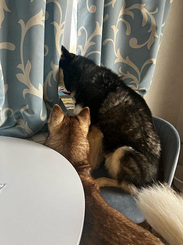 Стул на металлокаркасе Gabi 1 light blue / black / gold фото покупателя 75