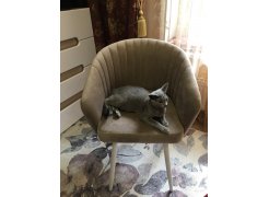 Кресло Корсо темно-серое / белый каркас фото покупателя 8