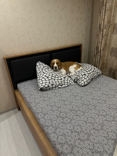 Двуспальная кровать Клауд 160х200 парящая дуб крафт золотой / антрацит фото покупателя 461