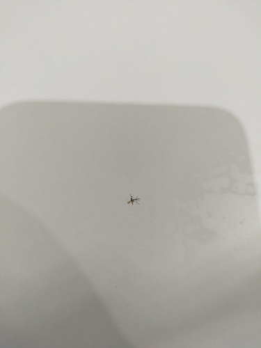 Стол письменный СП3 дуб молочный фото покупателя 2