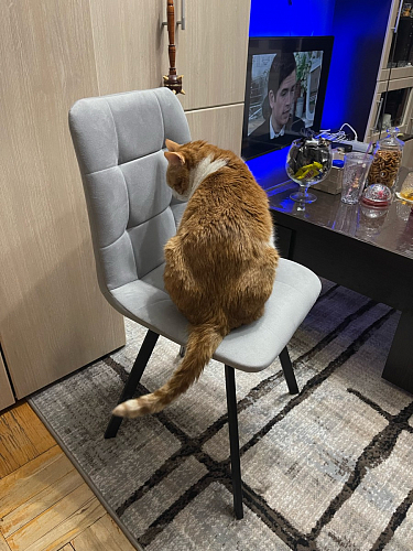 Стул на металлокаркасе Чилли синий / белый фото покупателя 710