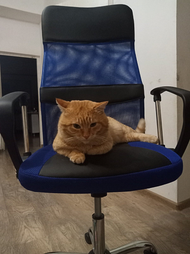 Компьютерное кресло Arano синее фото покупателя 5