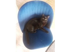 Стул на металлокаркасе Gabi 1 gray / black фото покупателя 440