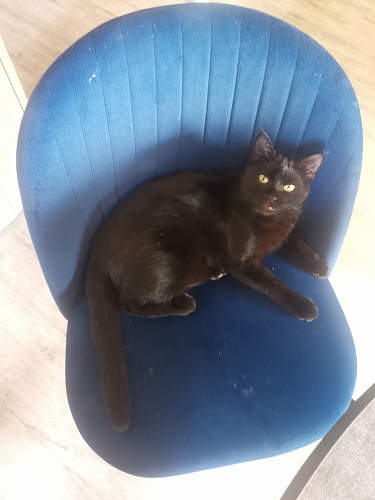 Стул на металлокаркасе Gabi 1 light purple / black фото покупателя 440