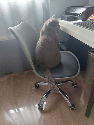 Компьютерное кресло Kolin с подушкой clear / white фото покупателя 439