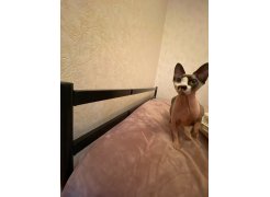 Односпальная кровать Фади 80х200 черная фото покупателя 1464