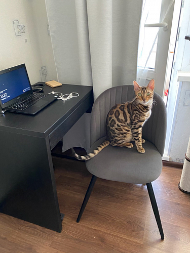 Стул на металлокаркасе Gabi 1 темно-серый / черный фото покупателя 28