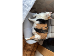 Стул на металлокаркасе Челси белый / латте фото покупателя 89