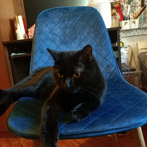 Стул на металлокаркасе Capri голубой фото покупателя 4