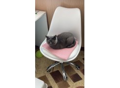 Компьютерное кресло Kolin с подушкой clear / white фото покупателя 565