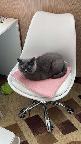 Компьютерное кресло Kolin с подушкой clear / white фото покупателя 565