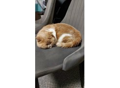 Стул на металлокаркасе Kora green / black фото покупателя 234