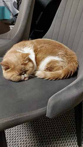 Стул на металлокаркасе Kora green / black фото покупателя 234