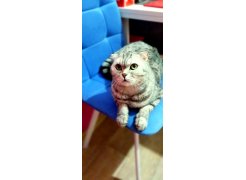 Стул на металлокаркасе Чилли синяя ткань / белый фото покупателя 285