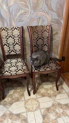 Деревянный стул Фабиано орех / шоколад комби фото покупателя 2