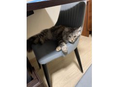 Стул на металлокаркасе Kora green / black фото покупателя 9