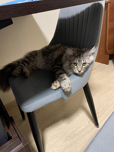 Стул на металлокаркасе Kora green / black фото покупателя 9