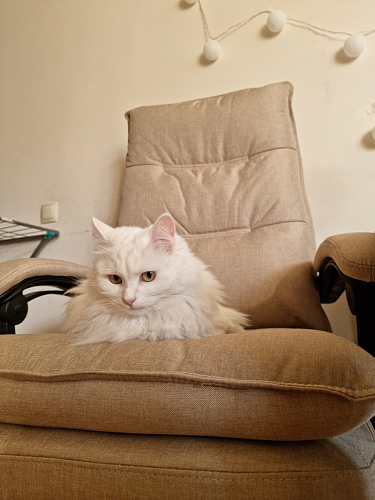 Компьютерное кресло Rapid серое фото покупателя 228