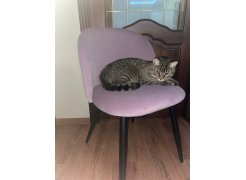 Стул на металлокаркасе Gabi green / black фото покупателя 762