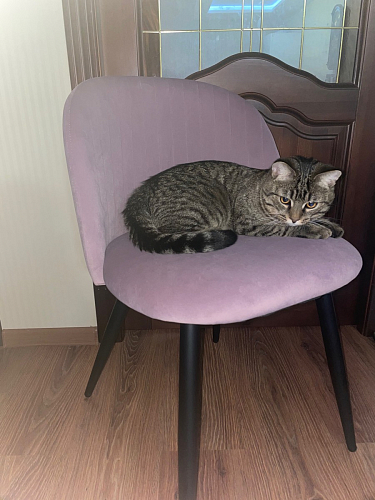 Стул на металлокаркасе Gabi latte / gold / black фото покупателя 762