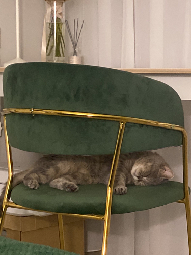 Стул на металлокаркасе Kamelia зеленый / золото фото покупателя 67