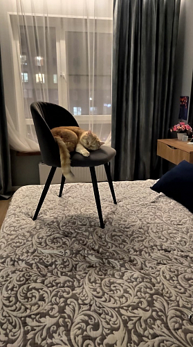 Стул на металлокаркасе Gabi 1 темно-серый / черный фото покупателя 1