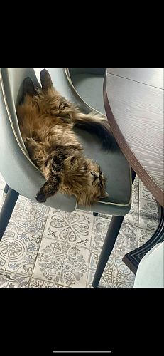 Стул на металлокаркасе Kora gray / black фото покупателя 193