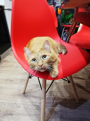 Стул Eames black фото покупателя 127