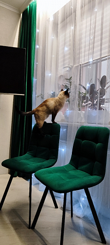 Стул на металлокаркасе Чилли темно-серый / черный каркас фото покупателя 413