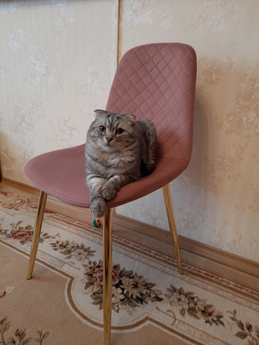 Стул на металлокаркасе Dabl wine red фото покупателя 123