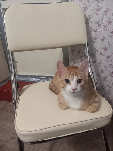 Стул Chair раскладной белый фото покупателя 54