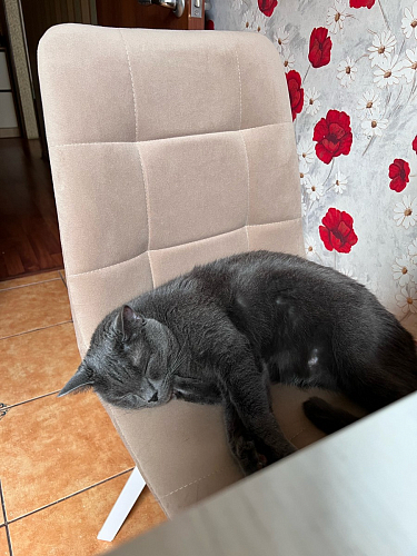 Стул на металлокаркасе Чилли черный / зеленый фото покупателя 1100