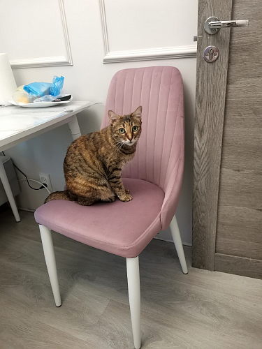 Стул на металлокаркасе Kora black / gray фото покупателя 187