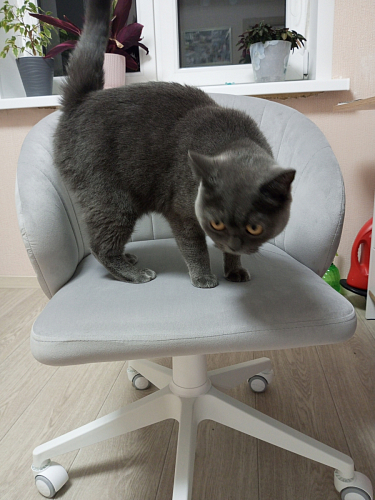 Компьютерное кресло Пард графитовый фото покупателя 220