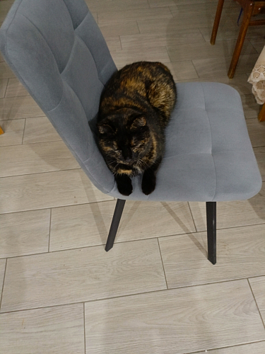 Комплект стульев Чилли 4 шт темно-серый / черный фото покупателя 526