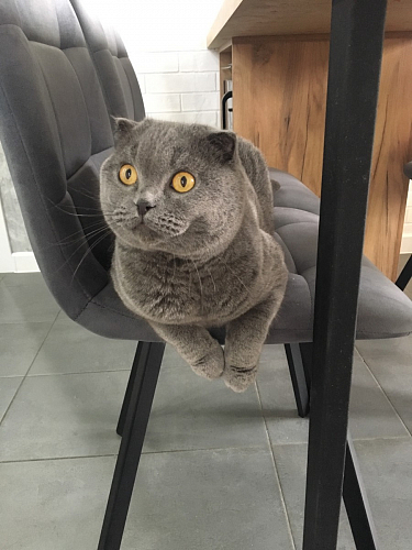 Стул на металлокаркасе Чилли черный / зеленый фото покупателя 1001